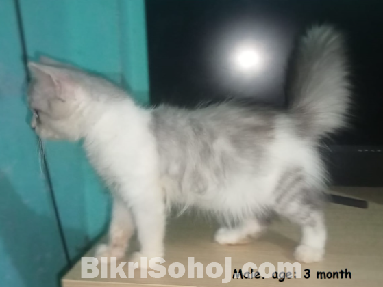 Parsian male/ female kitten